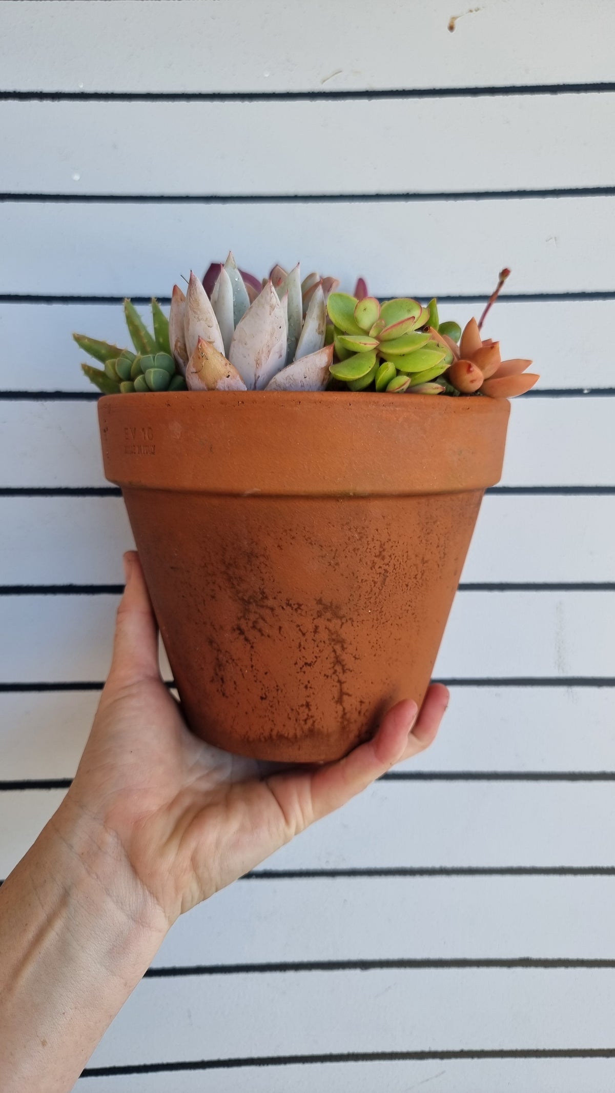 Succulent Bouquet in Terracotta Pot 16cm