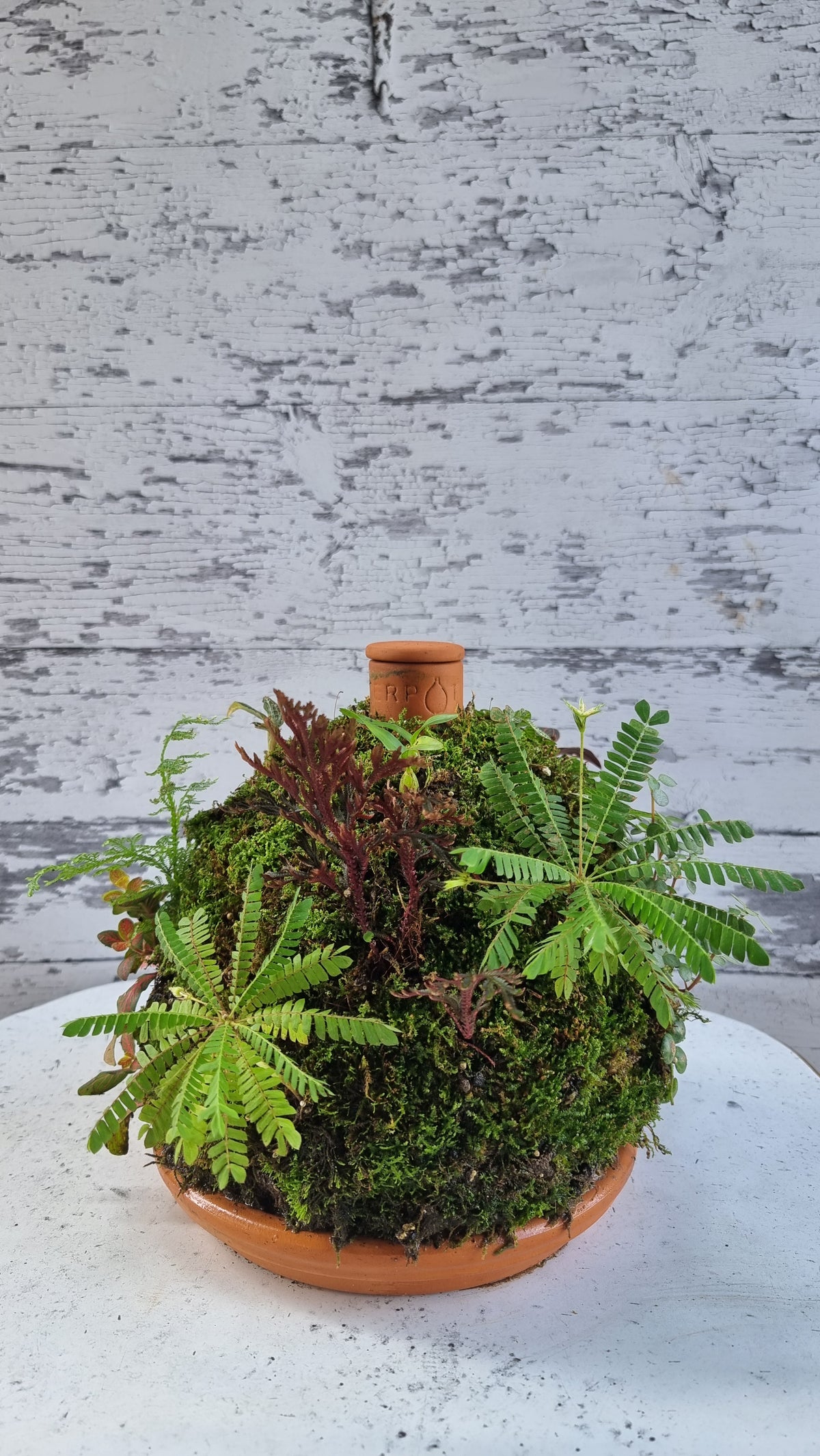 Living Rainforest 3L Olla with Saucer