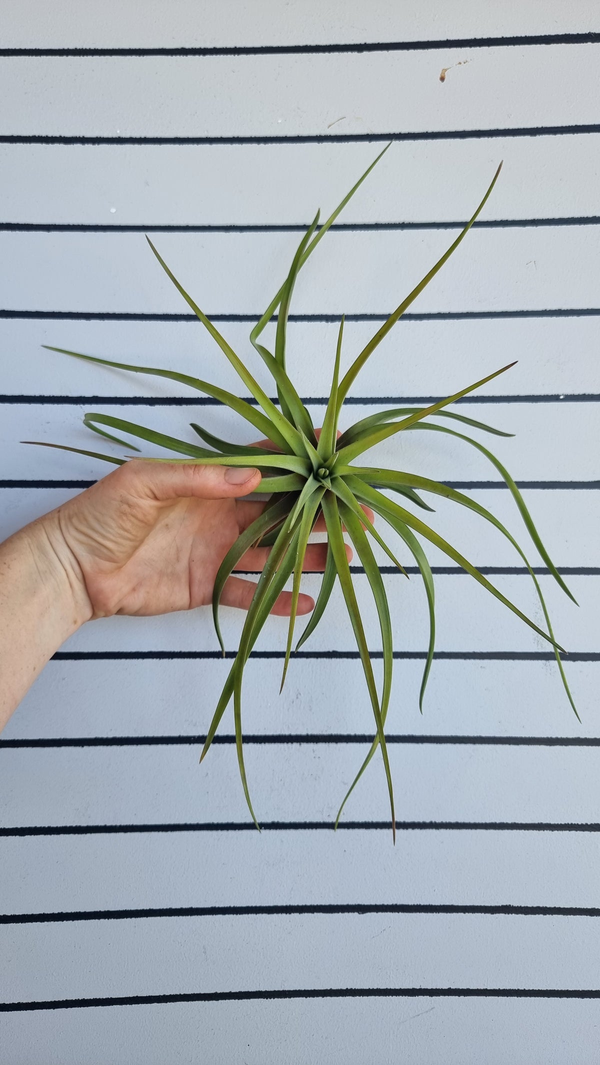 Tillandsia x NOID - Air Plant