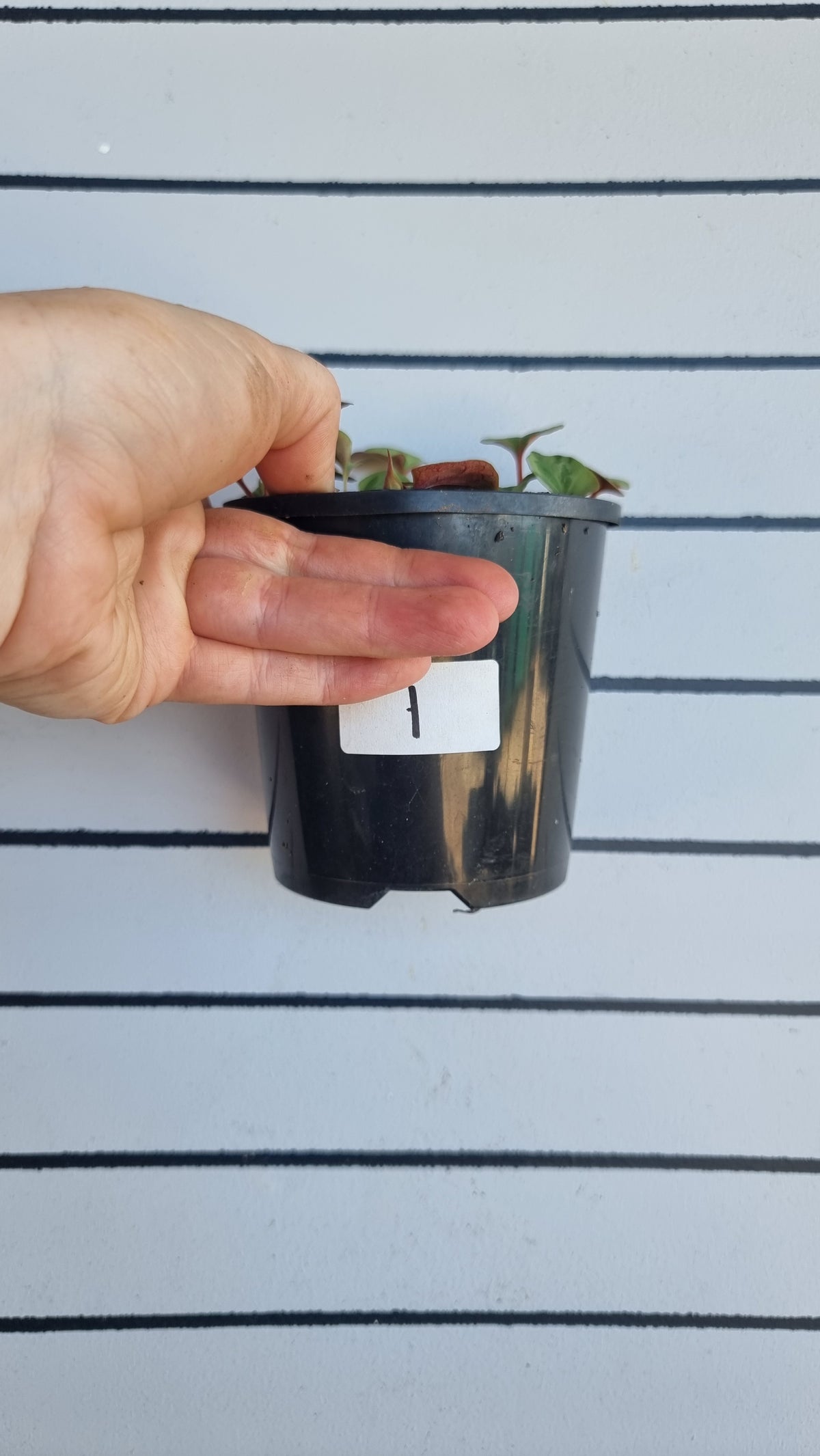 Houttuynia cordata - Chameleon Plant
