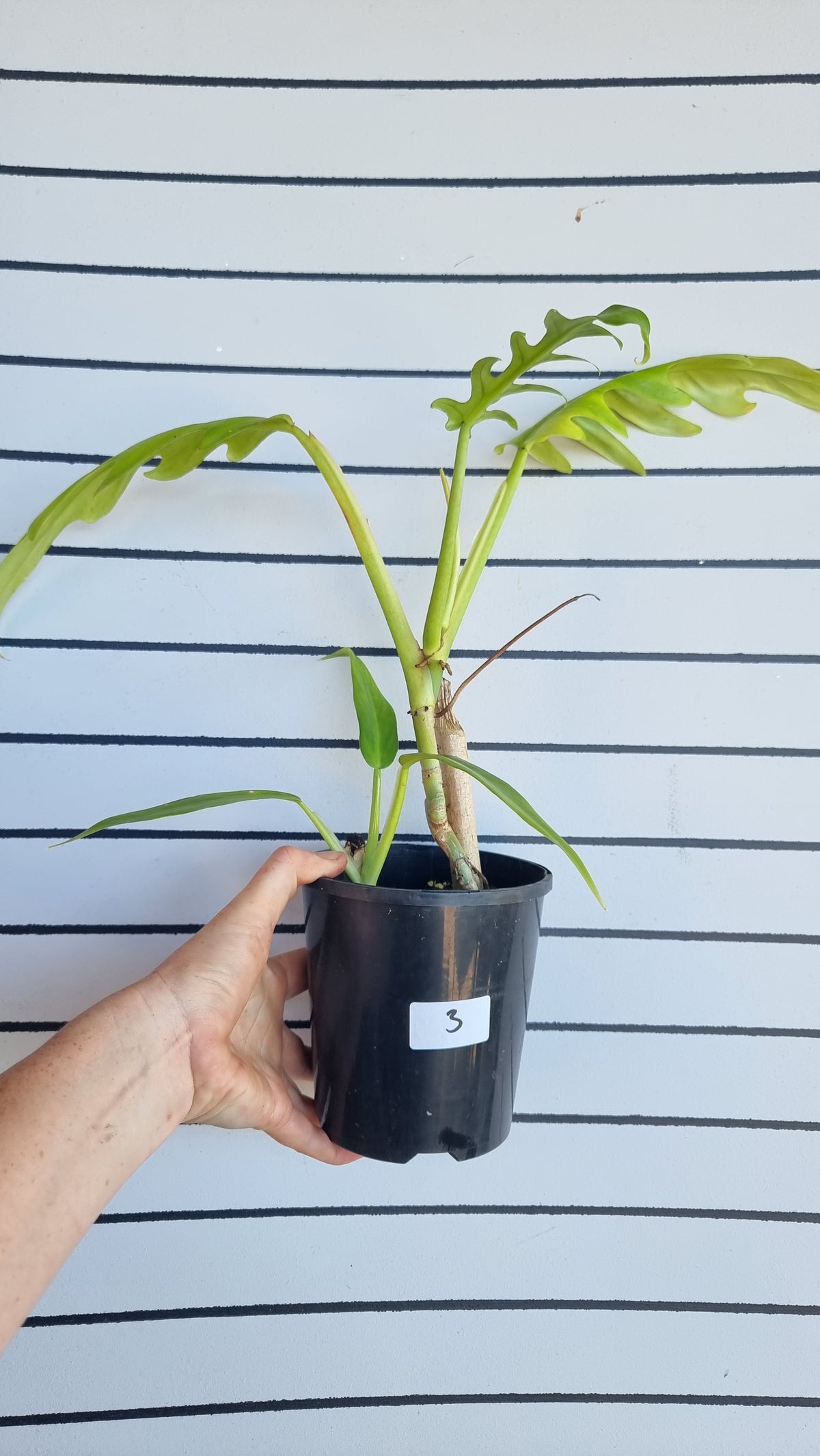 喜林芋