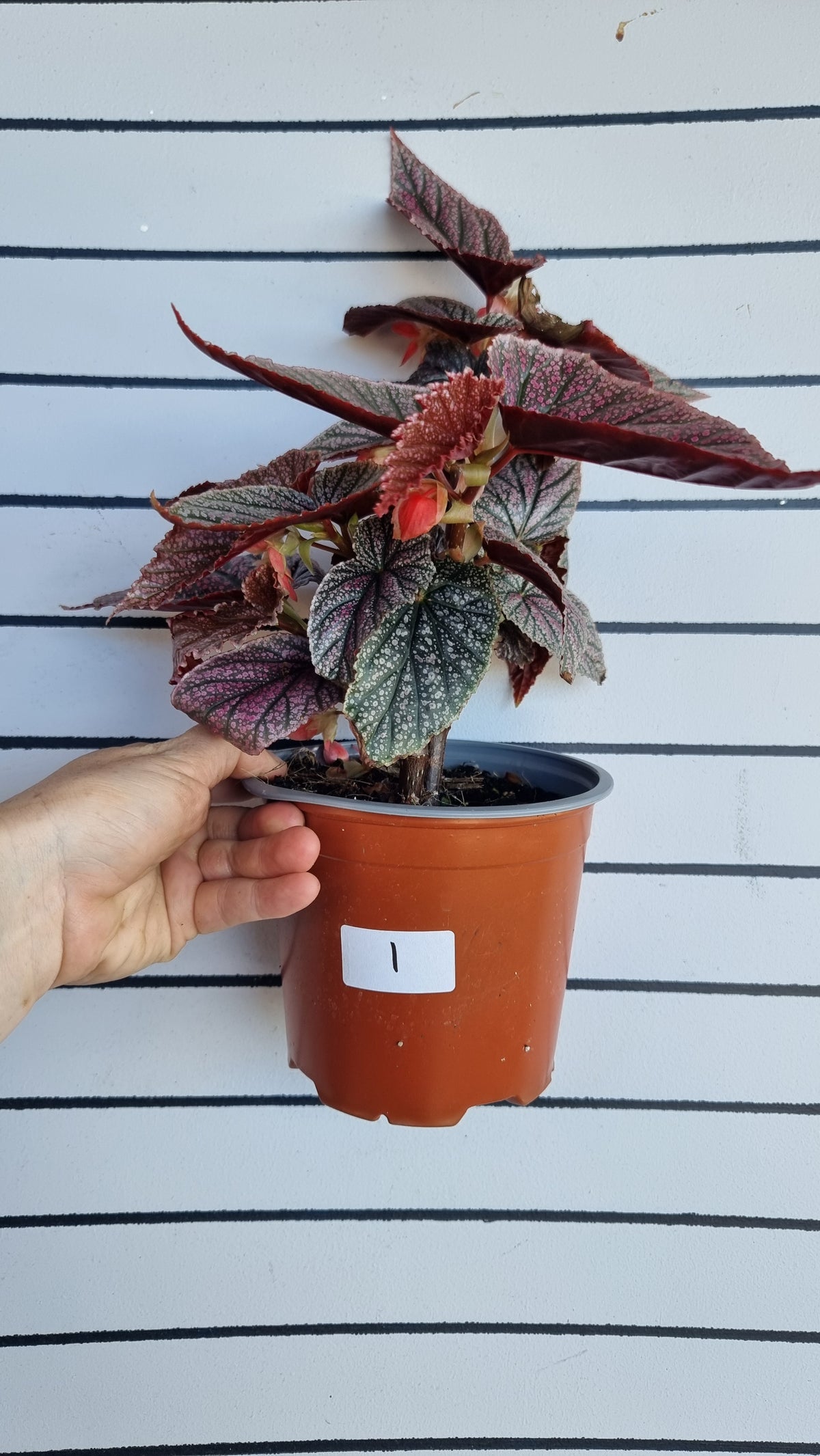 Begonia 'Maurice Amey' - Angel Wing Cane Begonia