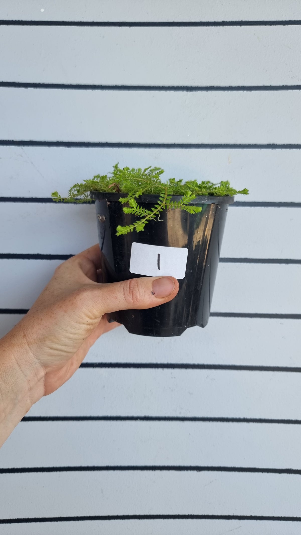 克劳斯卷柏 (Selaginella kraussiana) - 克劳斯的穗苔藓