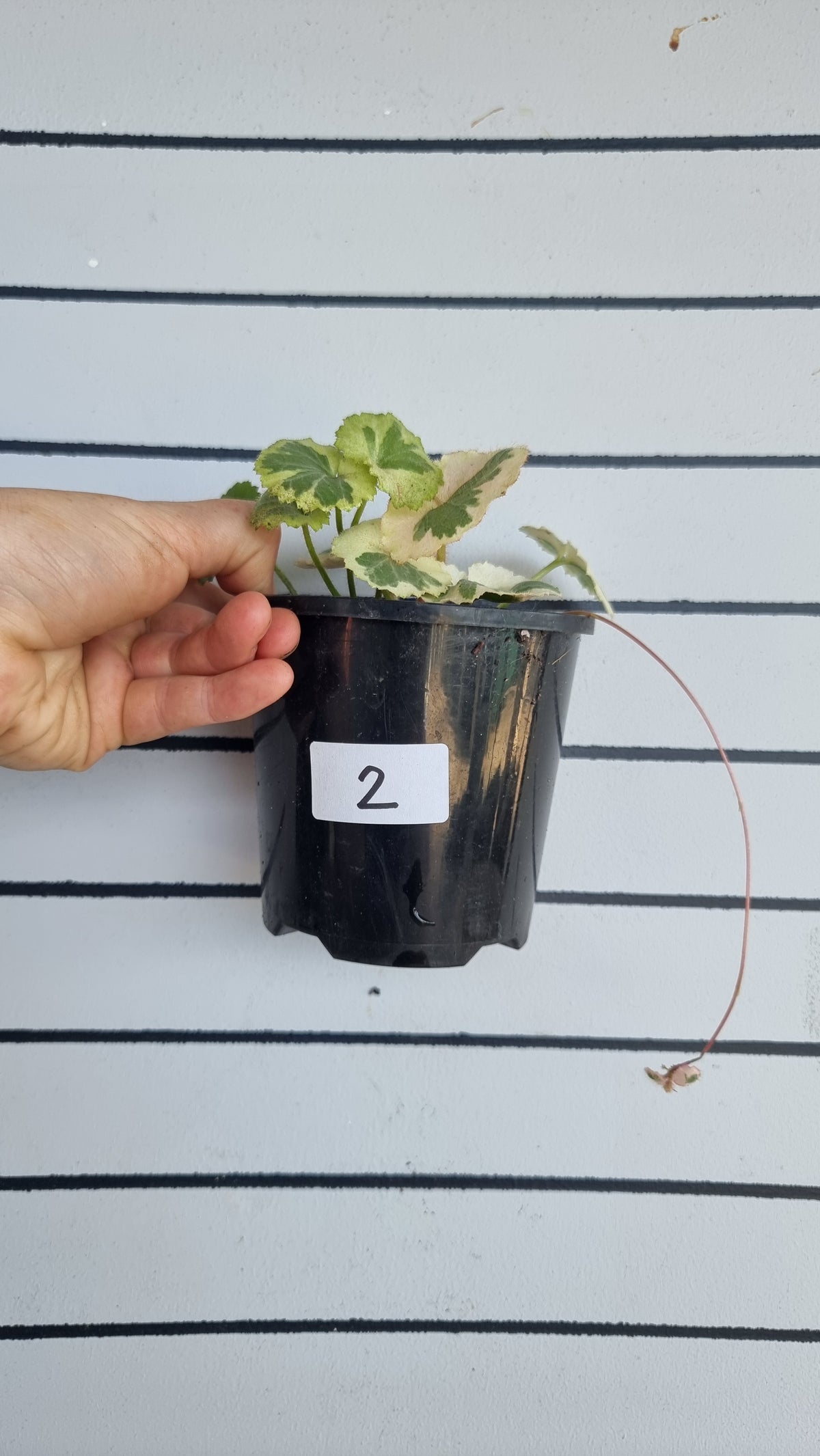 Saxifraga stolonifera variegata - 白色杂色草莓海棠