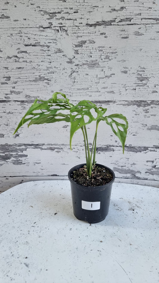 Monstera obliqua 'Peru'