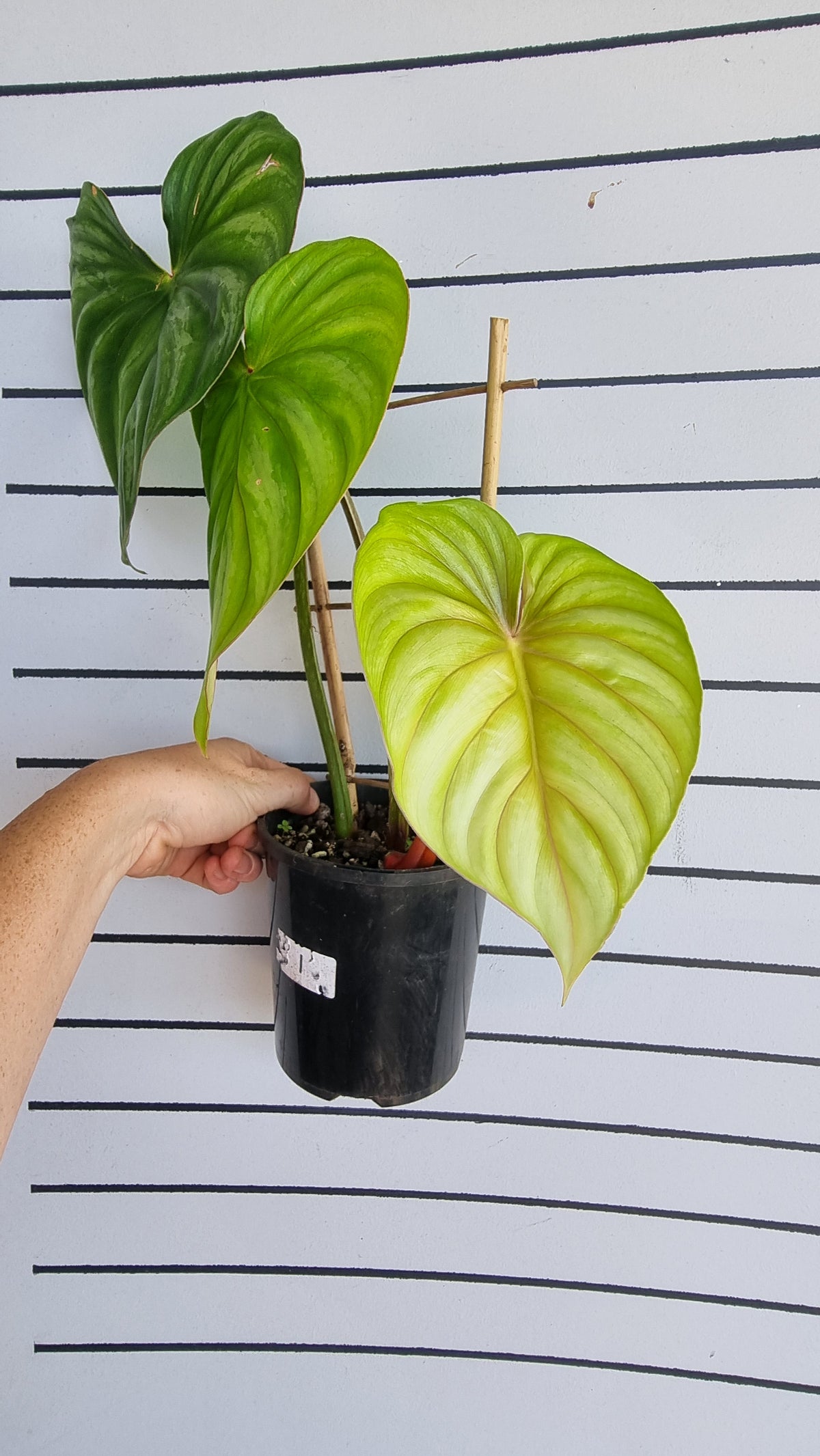 Philodendron plowmanii (Round Form)