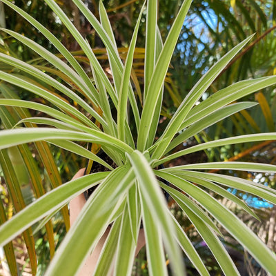 Chlorophytum comosum 'Vittatum' - Spider Plant (outside variegate) Root'd Plants 