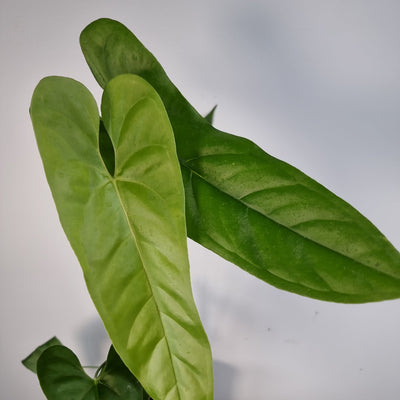 Anthurium pandurilaminum (aka bullatus) Root'd Plants 