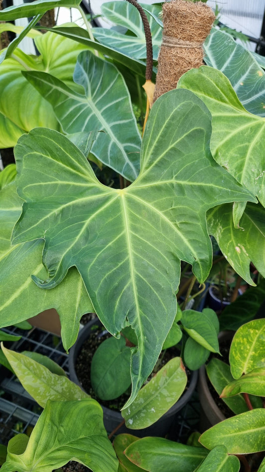Anthurium macrolobium Root'd Plants