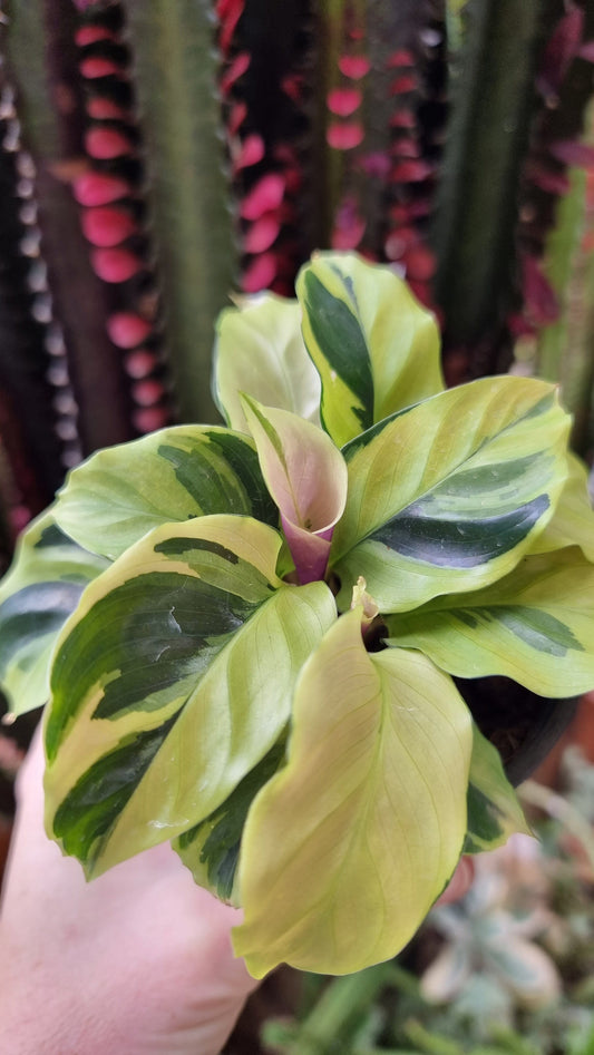 Goeppertia (Calathea) louisae ‘Thai Beauty’ Potted Houseplants Root'd Plants