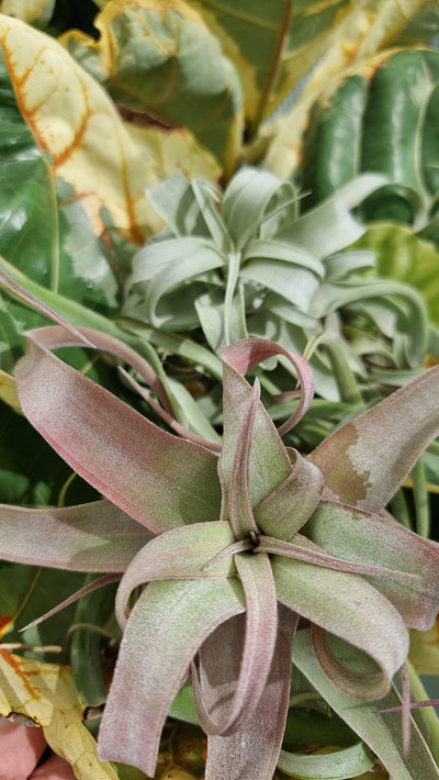 Tillandsia streptophylla - Air Plant Root'd Plants 