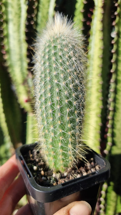 Cleistocactus strausii - Silver Torch Cactus Root'd Plants 