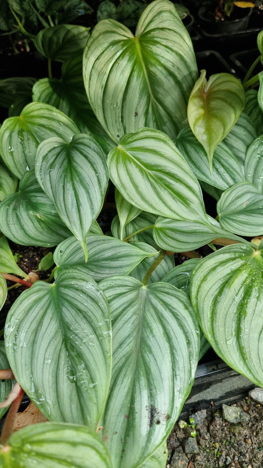 Philodendron sp 'pastazanum silver' Root'd Plants