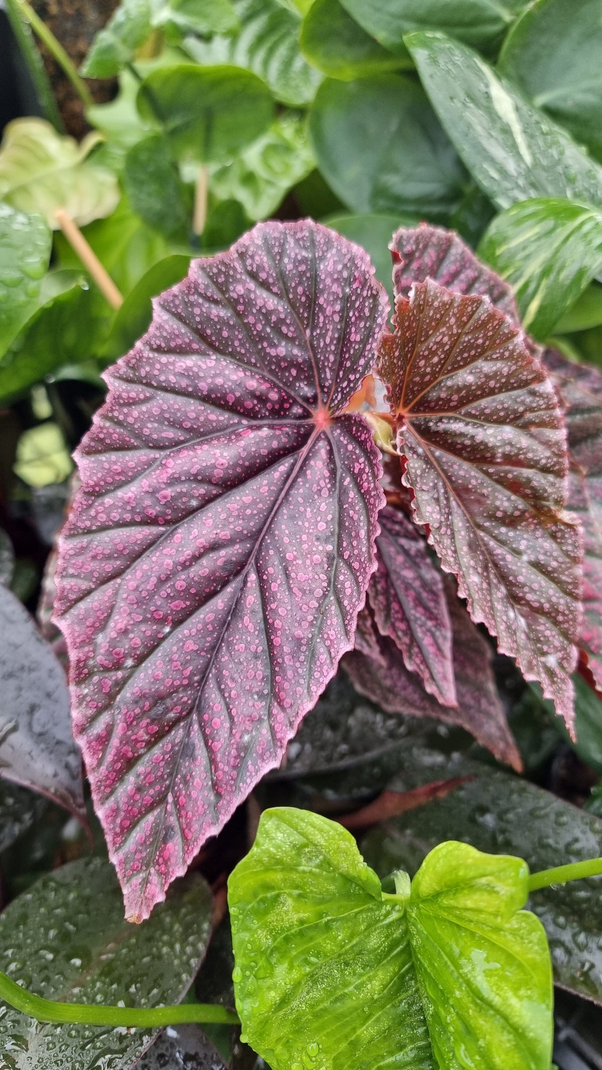 Begonia 'Maurice Amey' - Angel Wing Begonia Root'd Plants