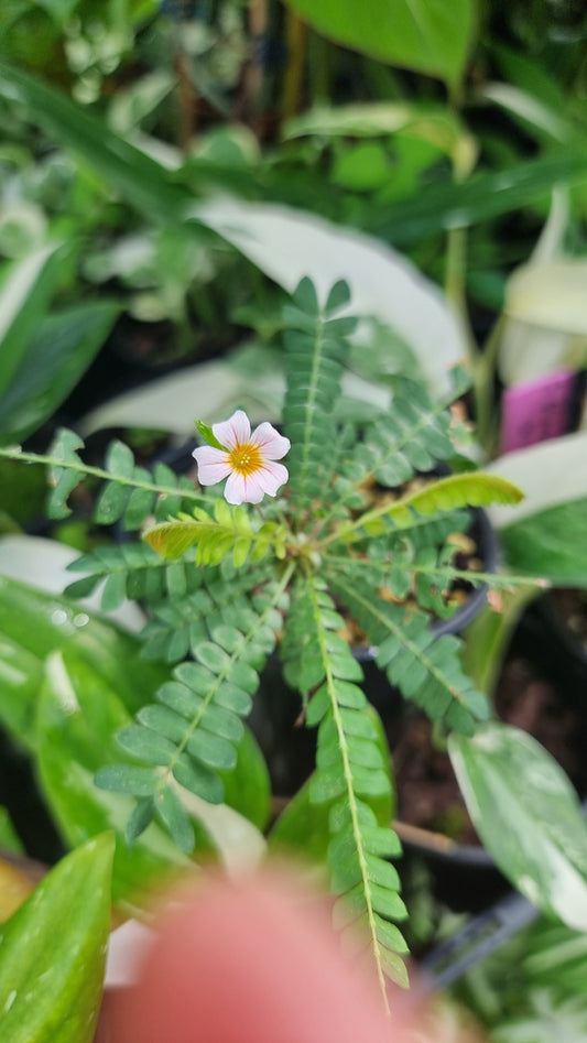 Biophytum sensitivum - Sensitive Tree Root'd Plants