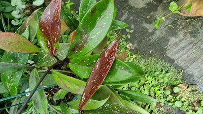 Hoya pubicalyx 'Royal Hawaiian Purple' - Wax Vine Plant Root'd Plants 