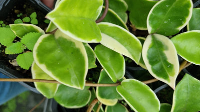 Hoya carnosa 'Krimson Queen' - Albo Variegated Wax Vine Plant Root'd Plants 
