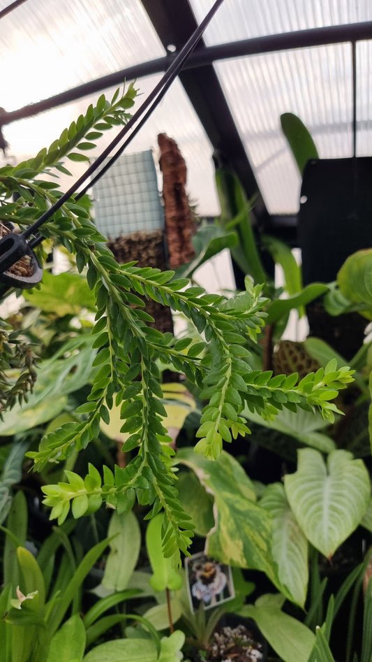 Phlegmariurus (syn. Huperzia) phlegmarioides 'QLD Layered' - Tassel Fern