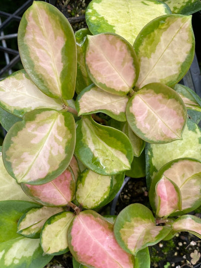 Hoya australis ssp. tenuipes variegata - 'Lisa' Root'd Plants 