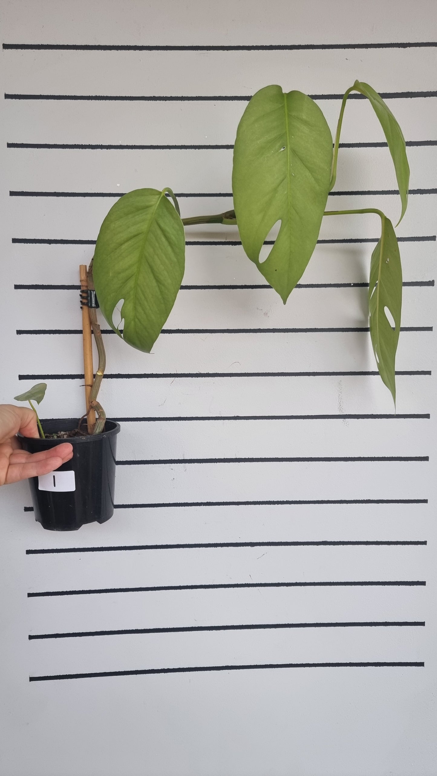 Epipremnum pinnatum 'Cebu Blue' - Blue Dragons Tail Plant