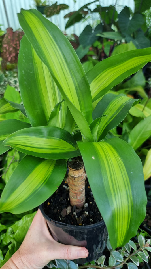 Draceana fragrans cv. Massangeana - Happy Plant