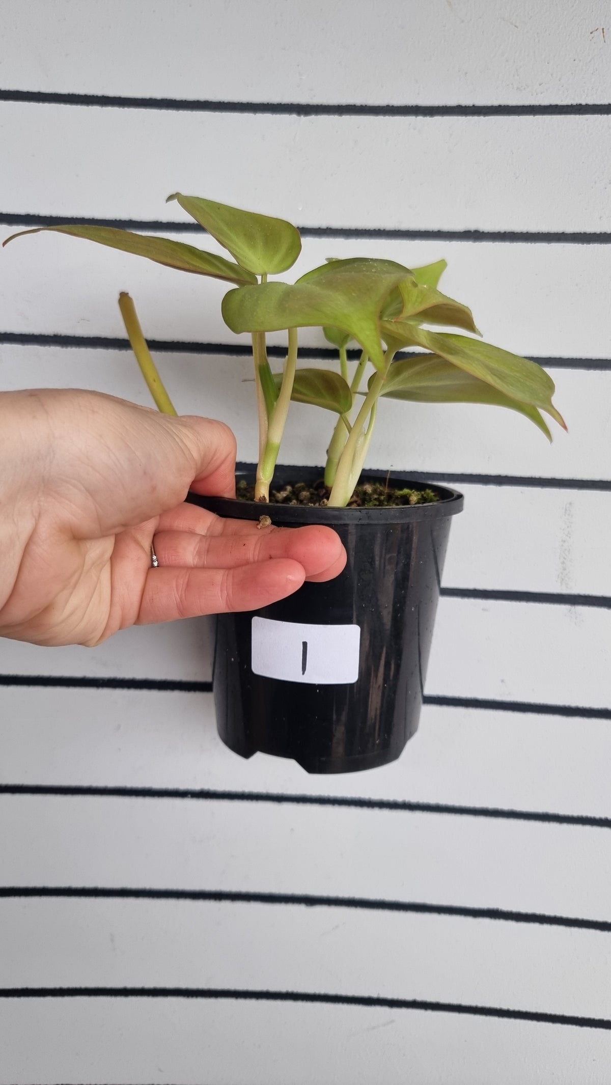 Philodendron camposportoanum