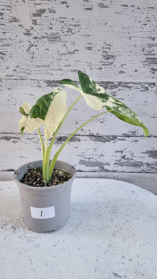 Alocasia macrorrhiza variegata - Variegated Elephant Ear