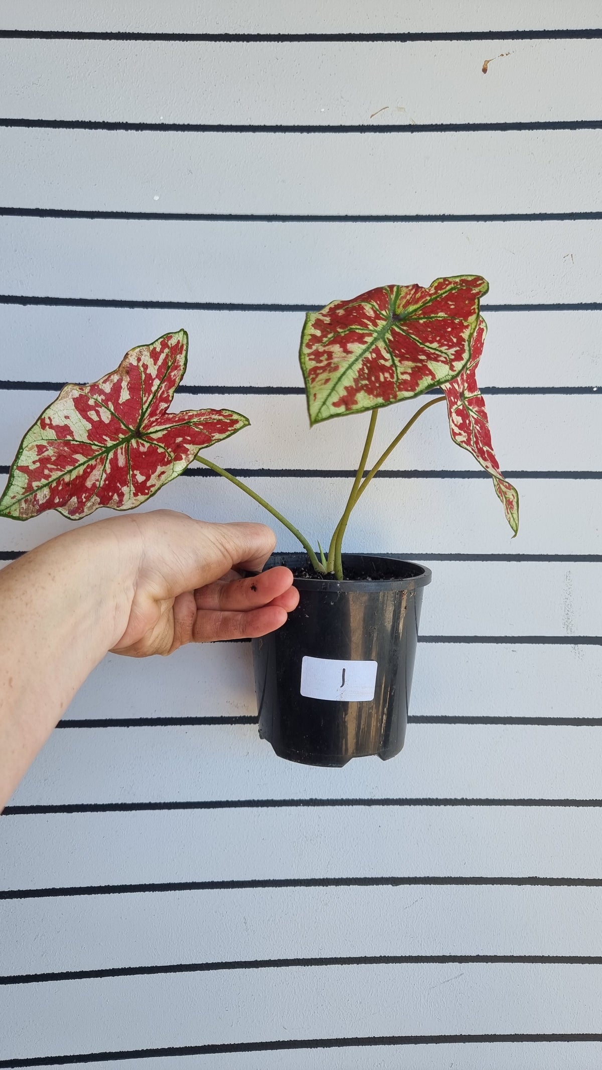 Caladium bicolour 'Fire Phoenix'