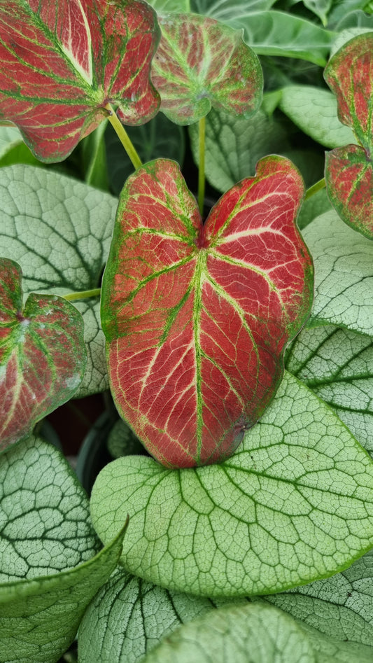 Caladium bicolour 'Jungle Ember'