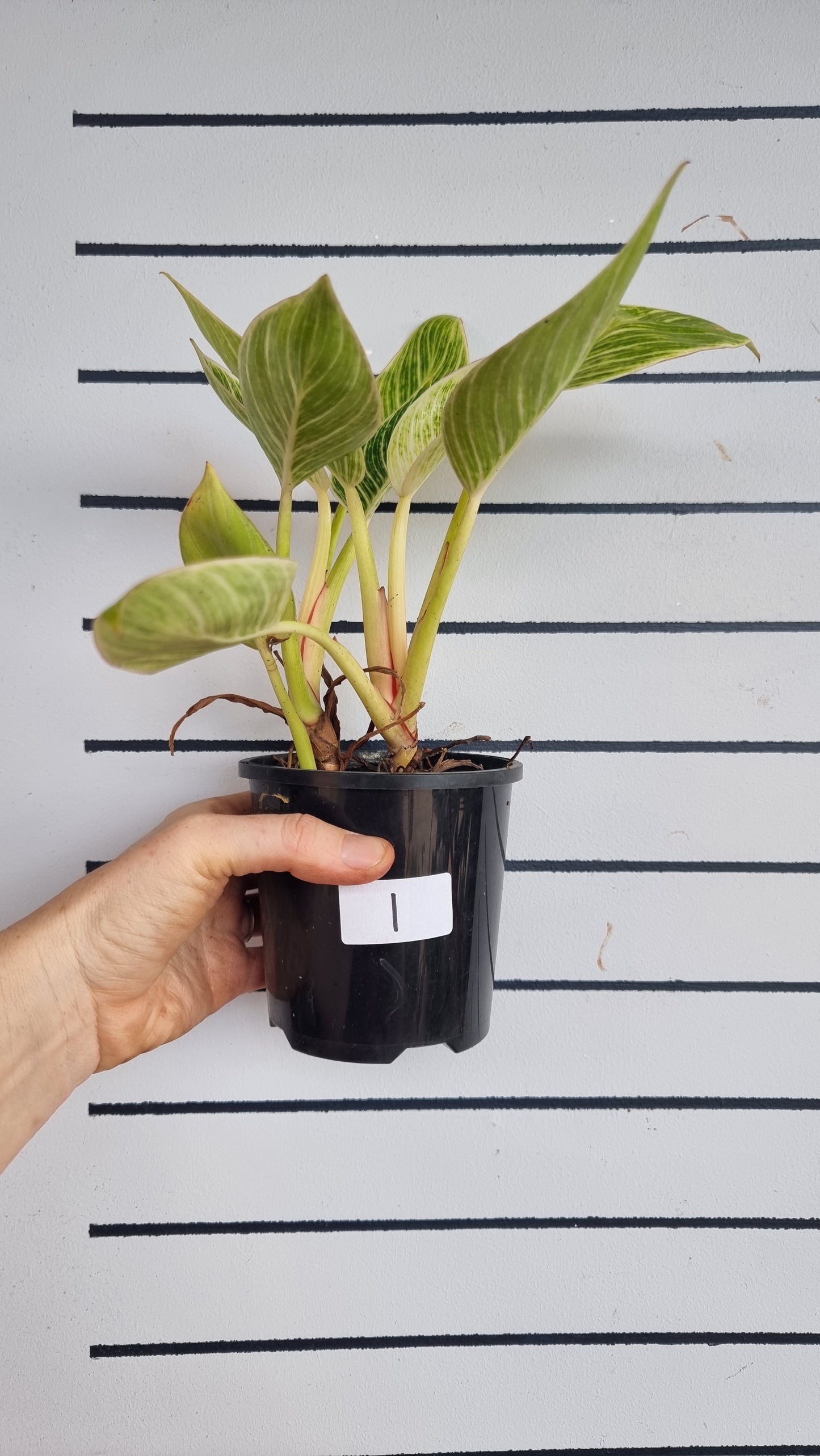 Philodendron 'Birkin'