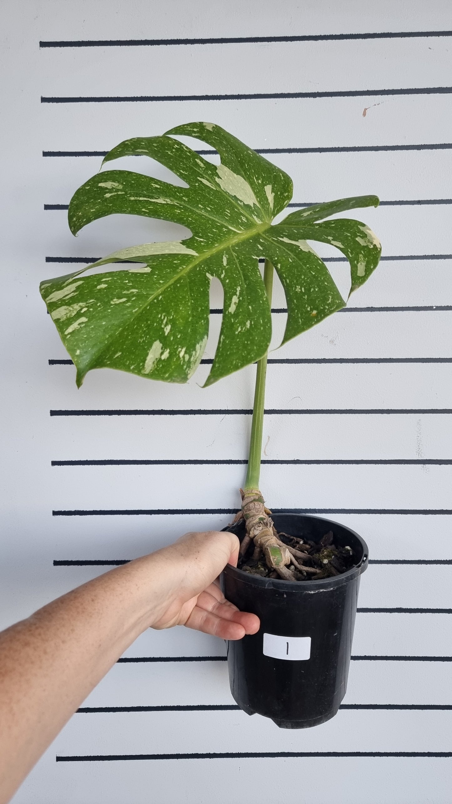 龜背竹美味'泰國星座-雜色水果沙拉植物