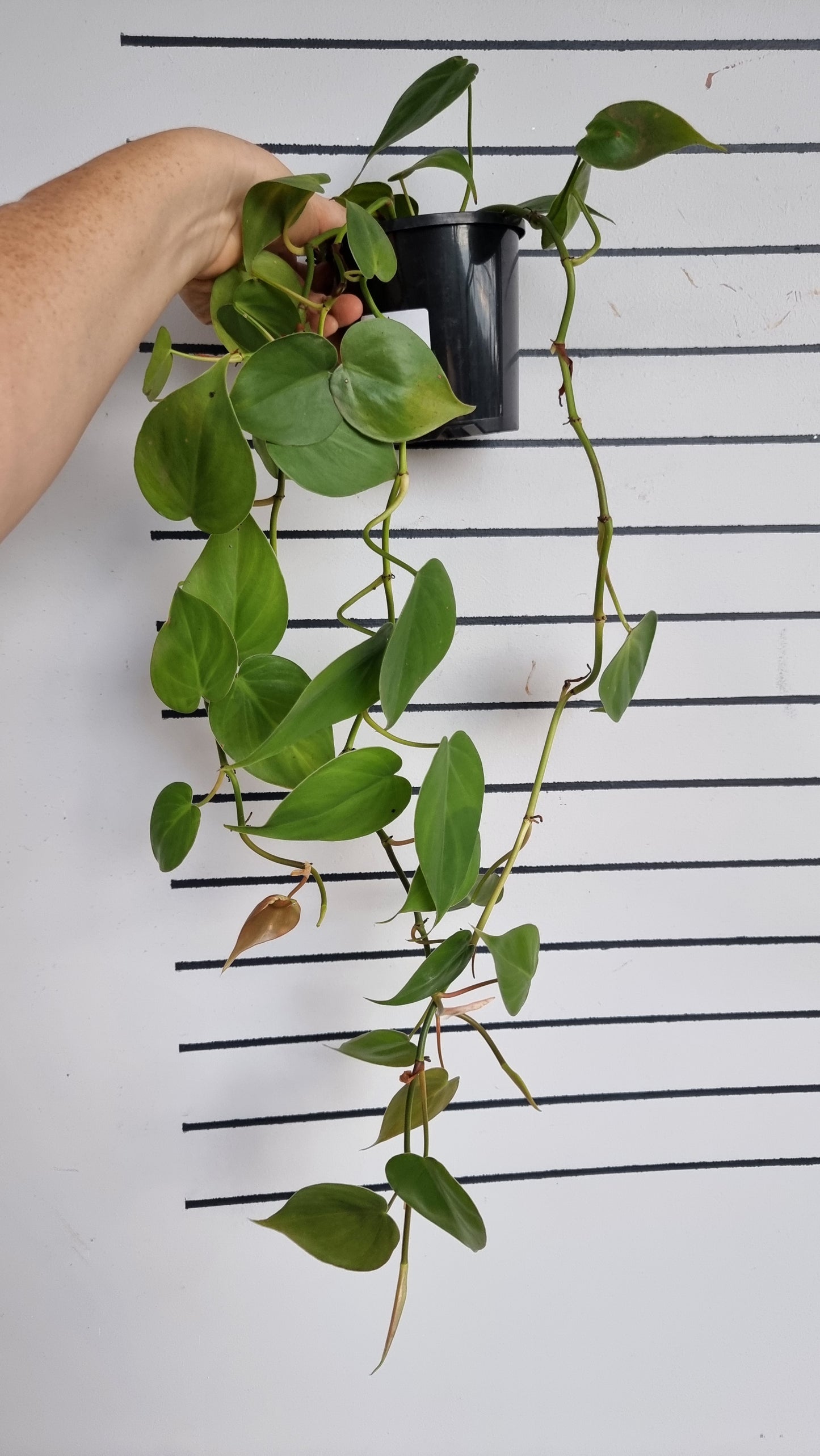 Philodendron Hederaceum var. oxycardium - Heart Leaf Philodendron