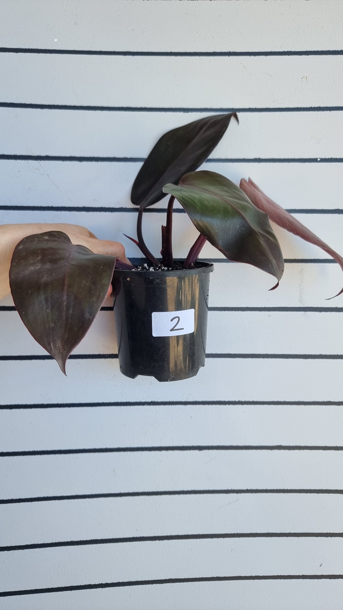 Philodendron 'Dark Lord'