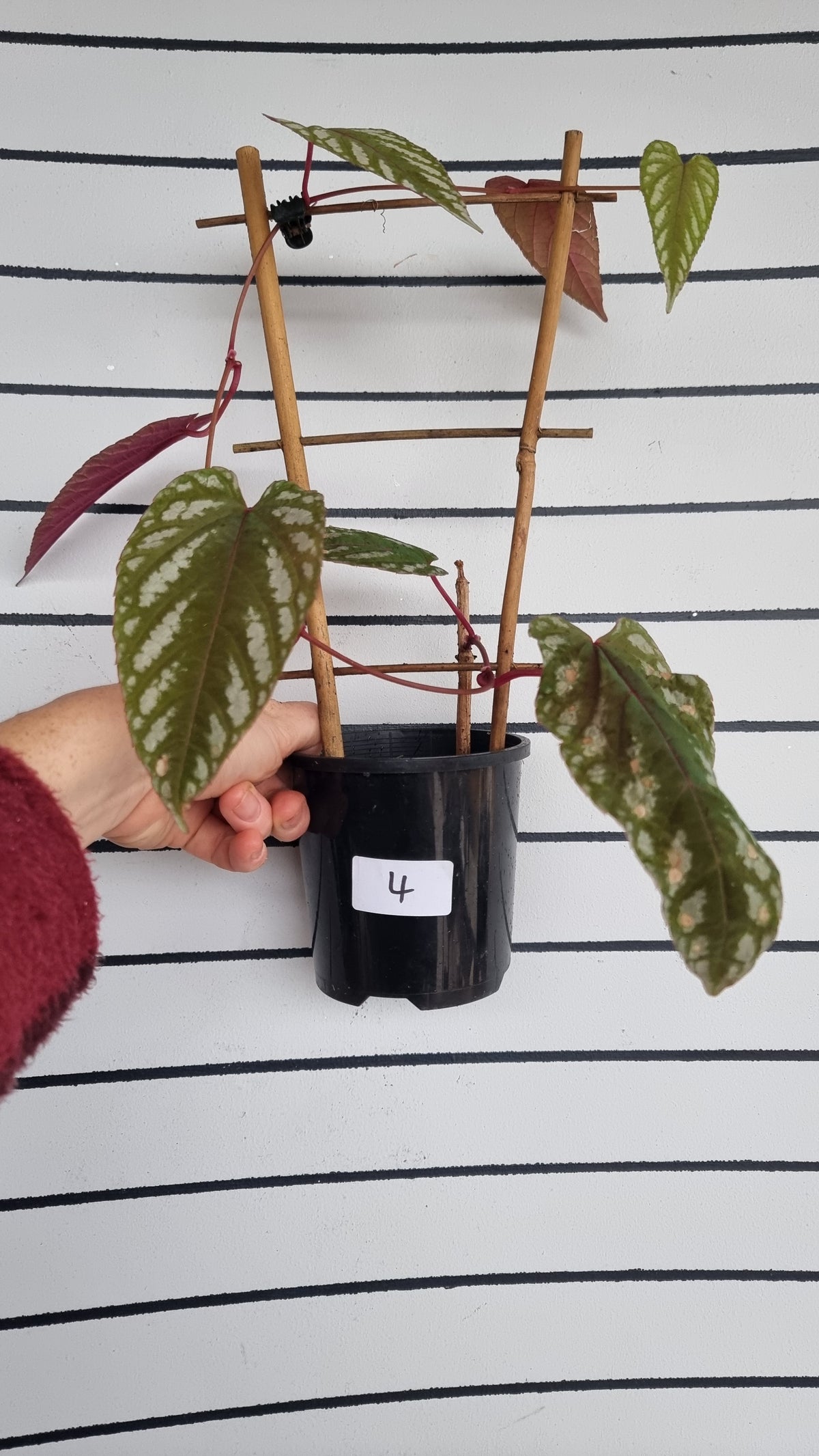 Cissus discolor - Rex Begonia Vine