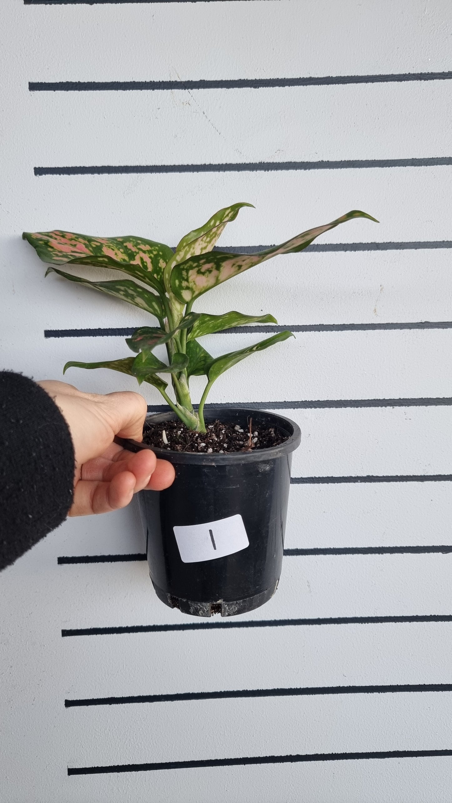 Aglaonema commutatum 'Lady Valentine'