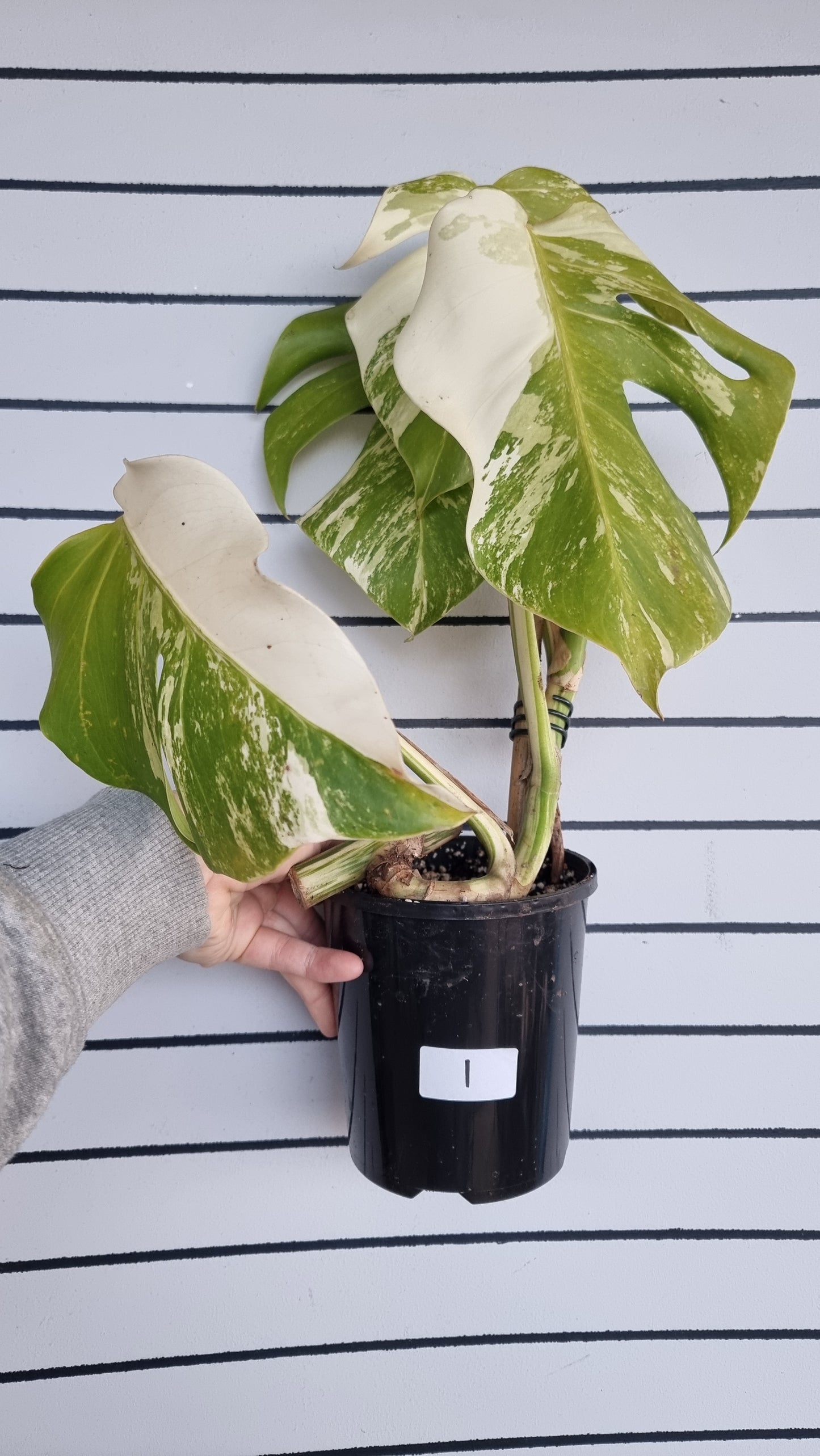 Monstera deliciosa borsigiana variegata - Variegated Fruit Salad Plant