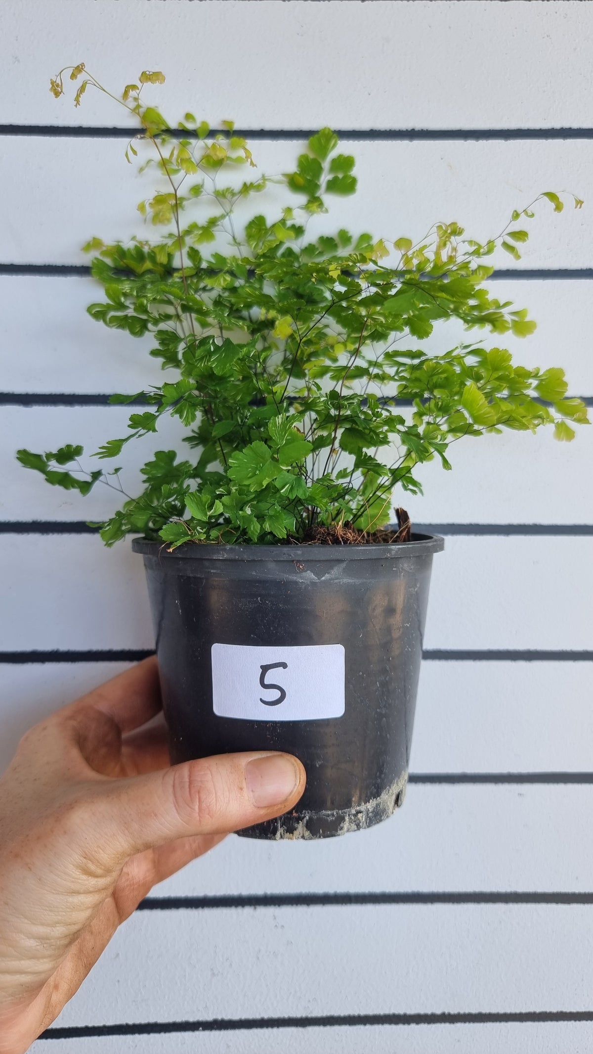 Adiantum raddianum 'Variegatum' - Variegated Delta Maidenhair Fern