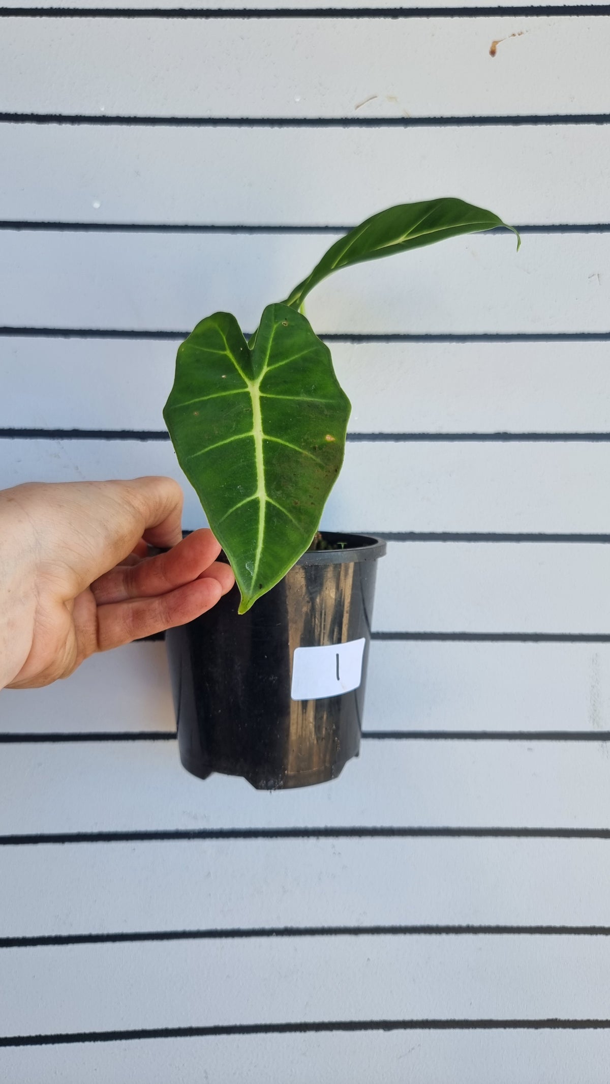 Alocasia micholitziana - Green Velvet