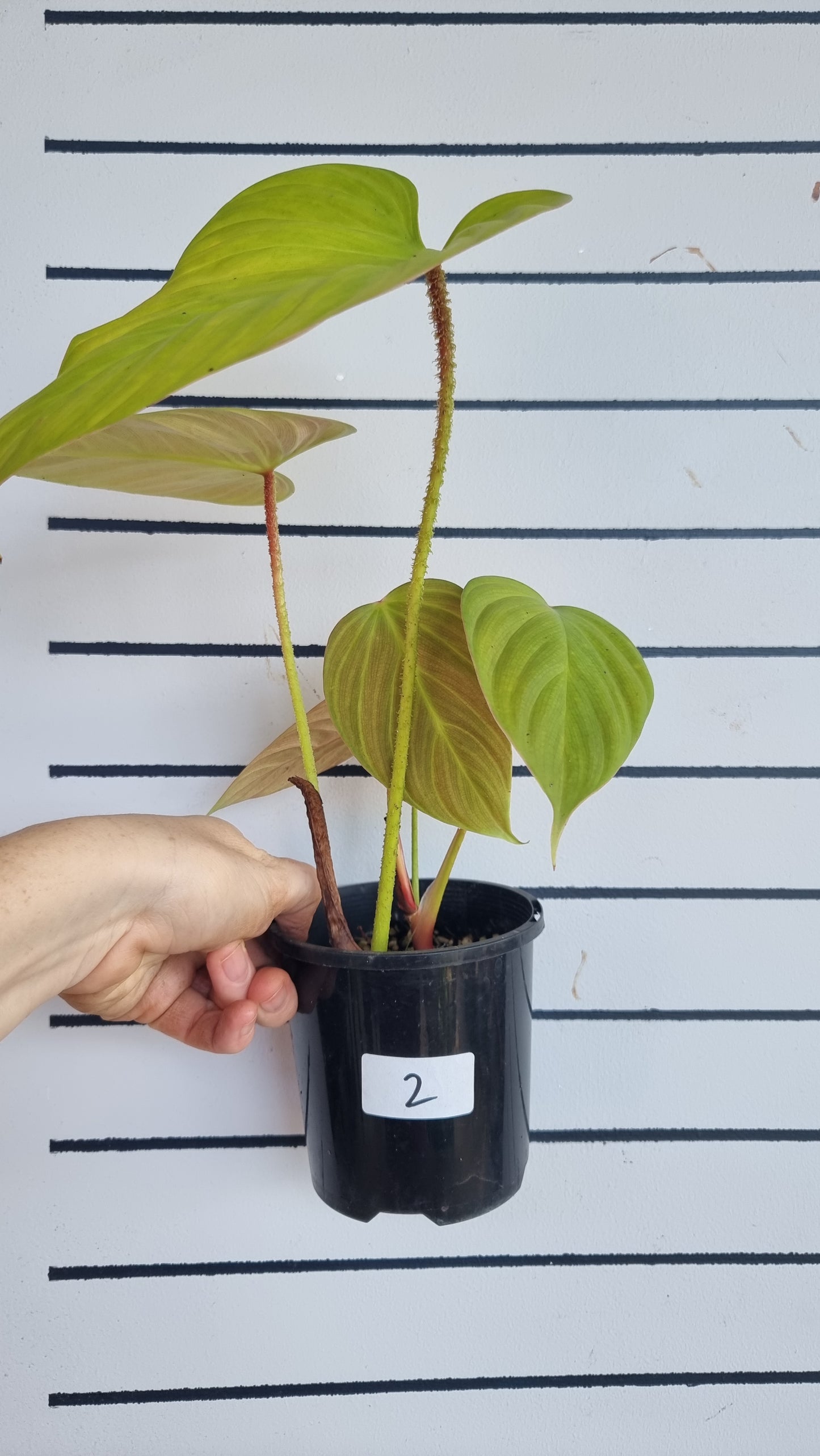 Philodendron 'Fuzzy Petiole'
