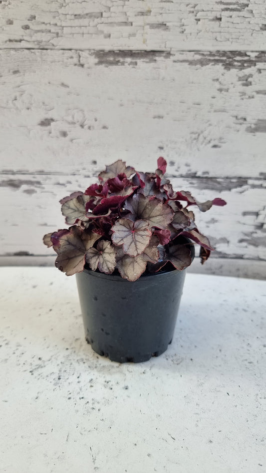 Heuchera 'Silver Jewel'