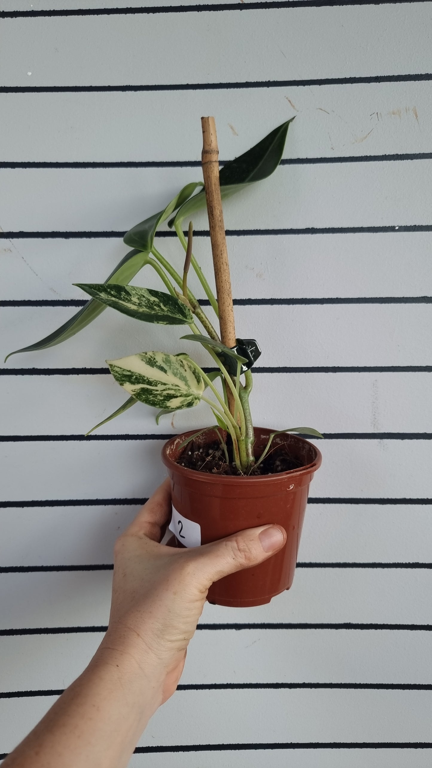 Peperomia maculosa 'Xiang Cao' variegata - Variegated Radiator Plant