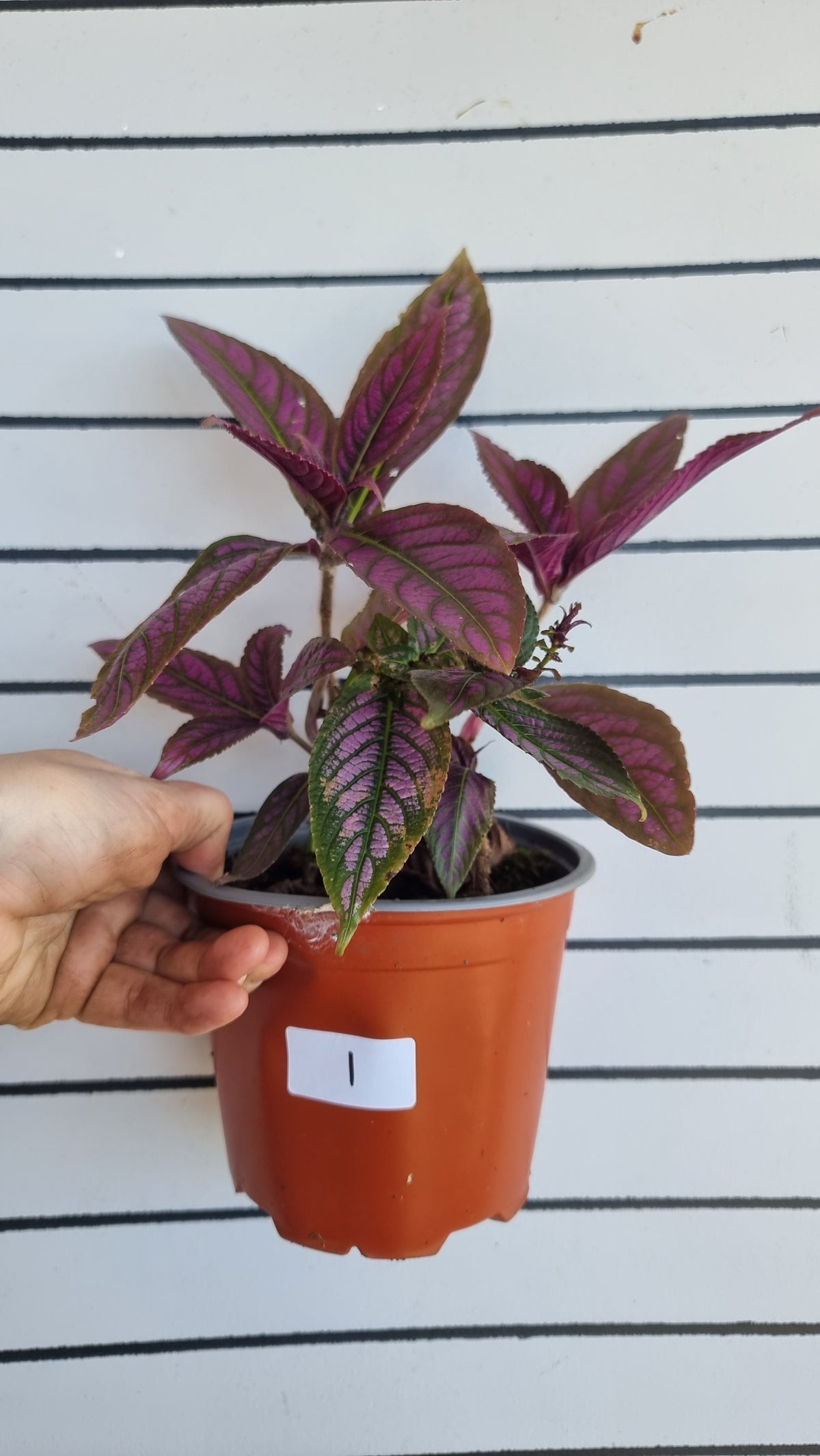 Strobilanthes dyerianus - Persian Shield