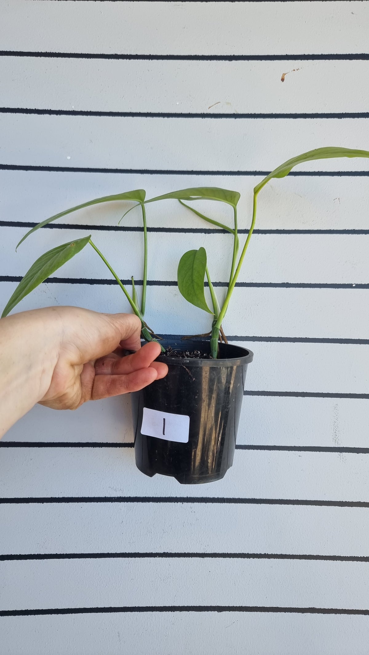 Epipremnum pinnatum 'Cebu Blue' - Blue Dragons Tail Plant