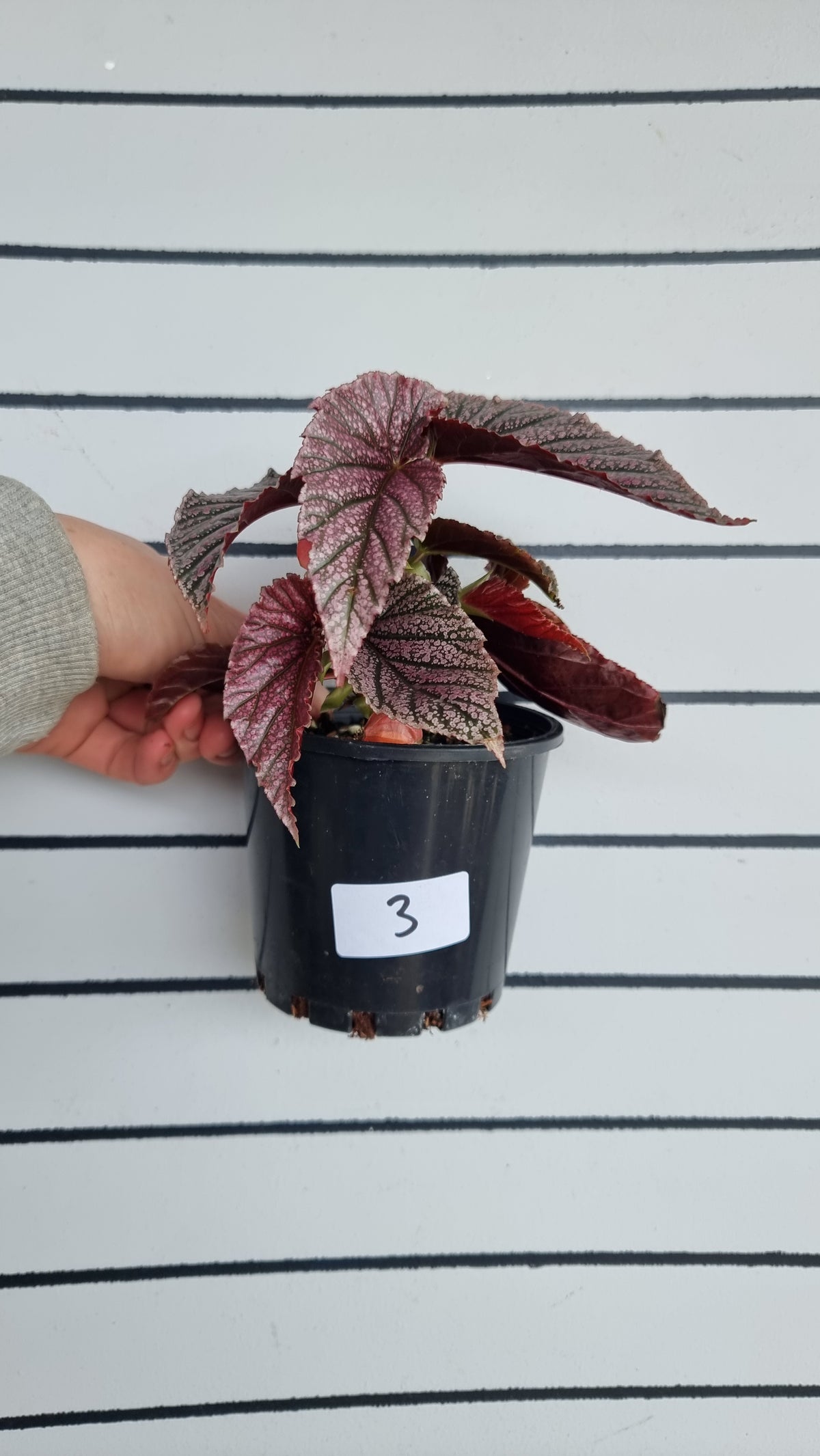Begonia 'Maurice Amey' - Angel Wing Cane Begonia