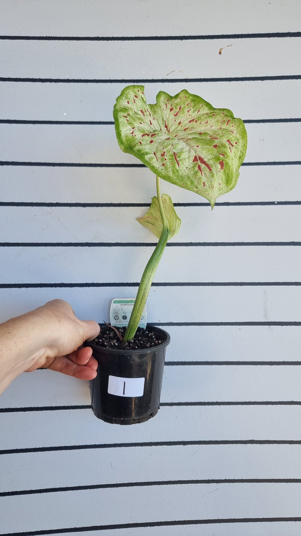 Caladium bicolour 'Emerald Flame'