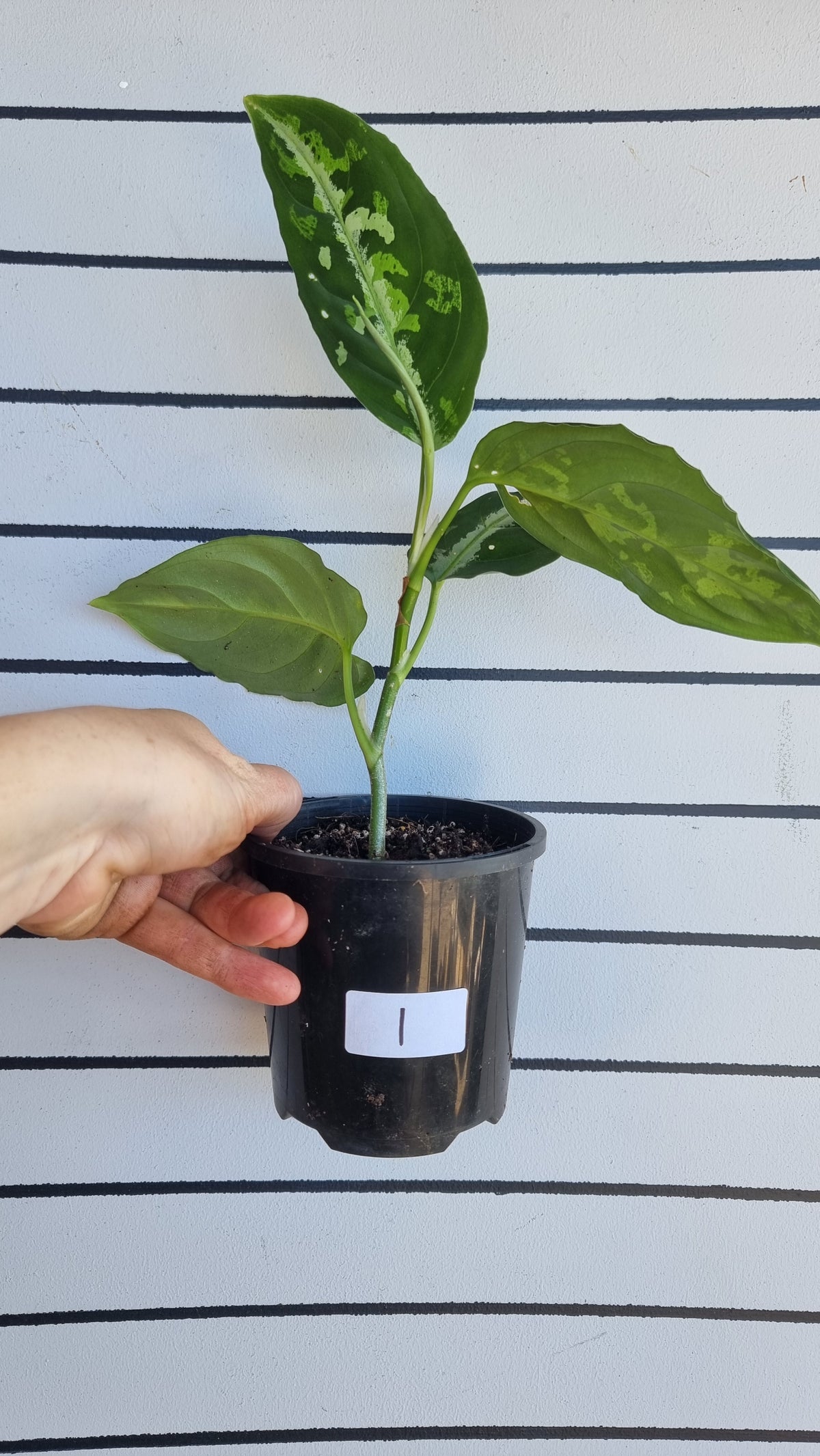 Aglaonema pictum tricolor - Camouflage Chinese Evergreen
