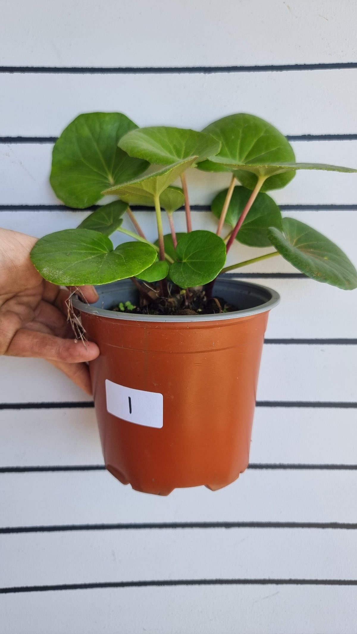 Farfugium (Ligularia) dentata reniformis 'Designer Verde' - Tractor Seat Plant