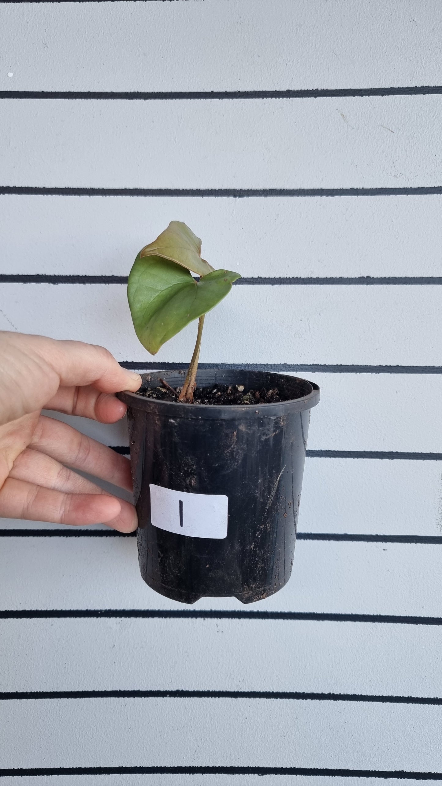 Anthurium berriozabalense