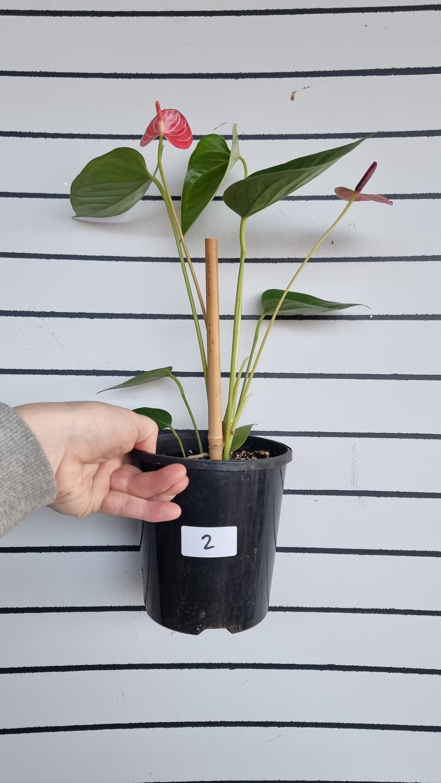 Anthurium andreanum 'Livium Ruby' - Flamingo Flower