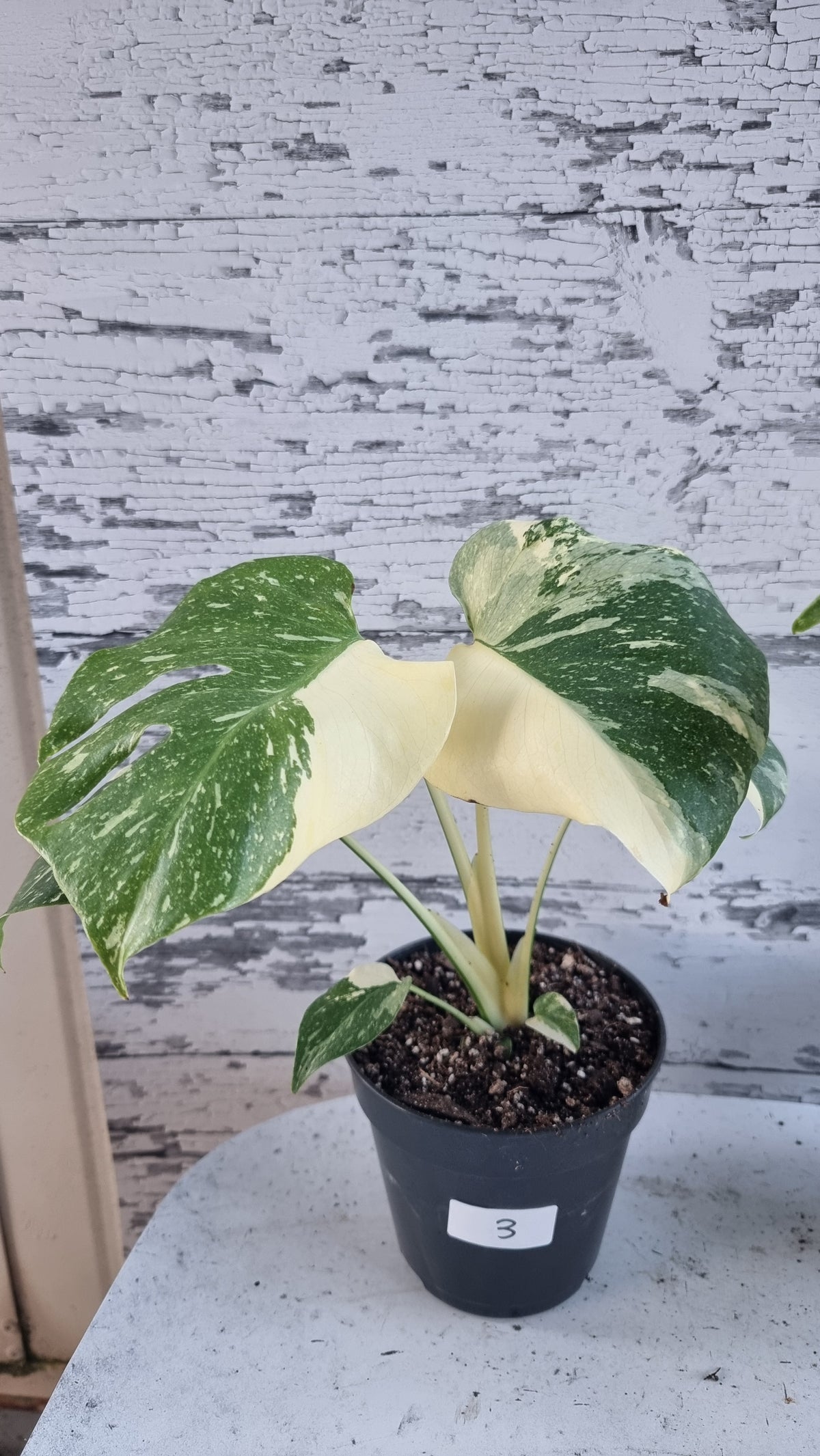 Monstera deliciosa 'Thai Constellation - Variegated Fruit Salad Plant